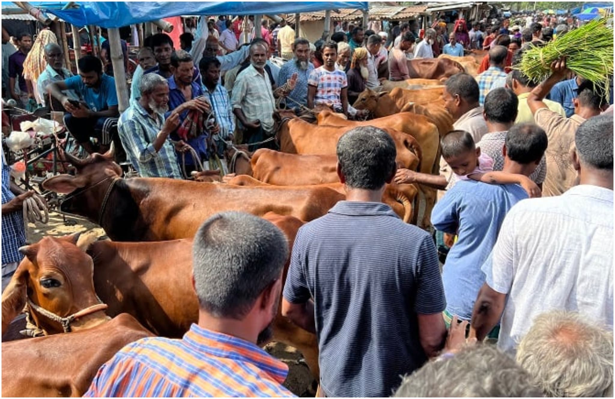সাভার পশুর হাটের ইজারা পেলেন আতিকুর রহমান রাজু